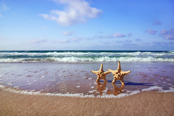 Fototapeta na wymiar holiday concept - two sea-stars walking on sand beach