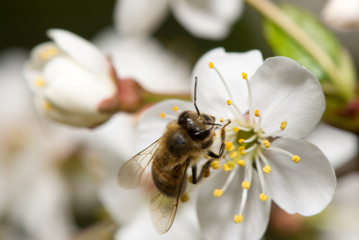 bee collects nectar on the flowers of cherry