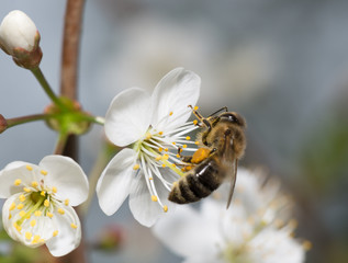 bee collects nectar on the flowers of cherry