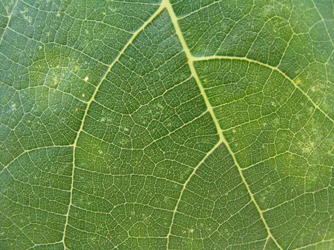 feuille