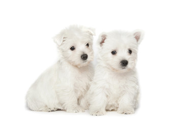 West Highland White Terrier puppies
