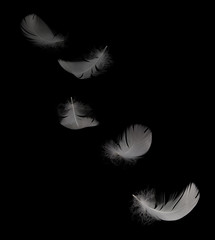 flying white swan feather on the black background