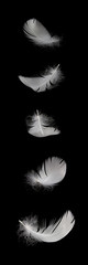 Obraz premium spadające pióro biały łabędź na białym tle na czarnym tle