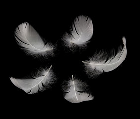 five white swan feathers on the black background