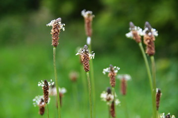 polne kwiaty © stay_crazy