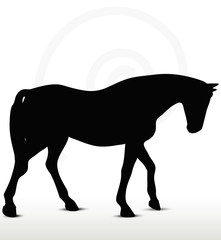 horse silhouette in Walking Head Down position