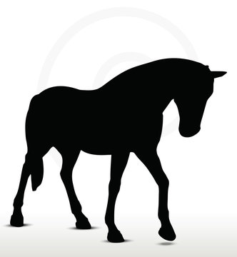 horse silhouette in Walking Head Down position