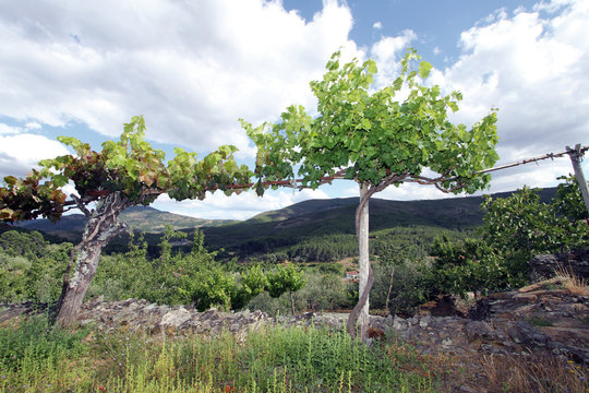 Parras en primavera, Sauceda, Hurdes, Espa&ntilde;a