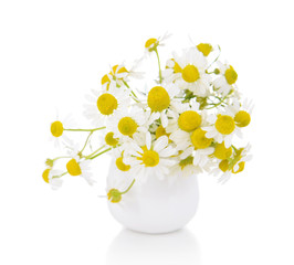 Beautiful daisies flowers in vase isolated on white