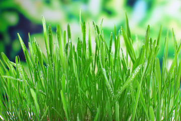 Fototapeta na wymiar Beautiful spring grass on bright background