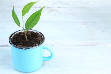 Young plant in mug on color wooden background