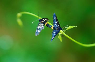 butterflies mate