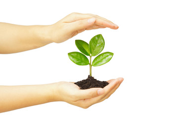 two hands holding and caring a young green plant