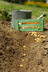 Sowing seeds into soil