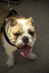 english bulldog