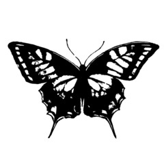 butterflies design