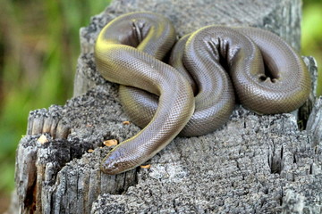 Rubber Boa - Charina bottae