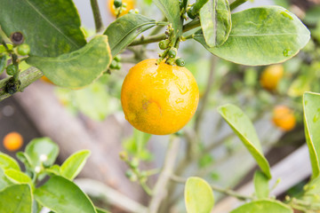 Close up orange fruit tree