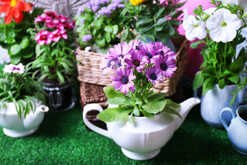 Fototapeta na wymiar Flowers in decorative pots and garden tools