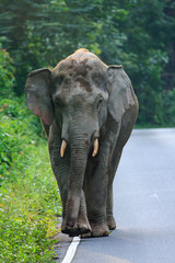 Fototapeta na wymiar A big elephant walking along the outskirt road
