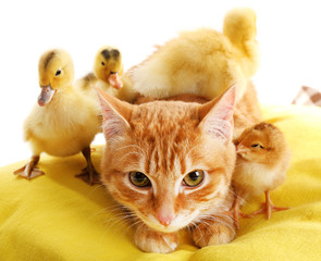 Red cat with cute ducklings on yellow pillow close up