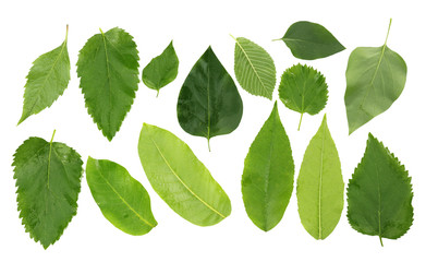 Green leaves isolated on white