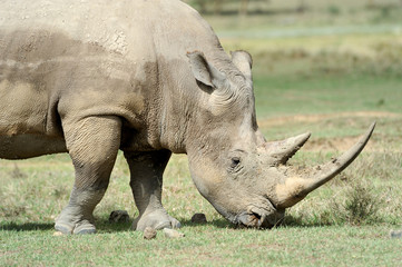Obraz premium Rhino