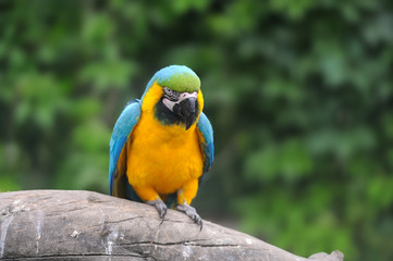 Parrot bird (Severe Macaw)