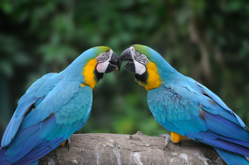 Parrot bird (Severe Macaw)