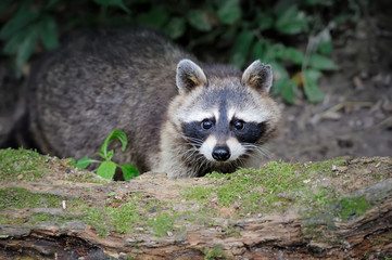 Raccoon