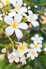 Obraz na płótnie Canvas white lelawadee flower