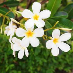 white lelawadee flower