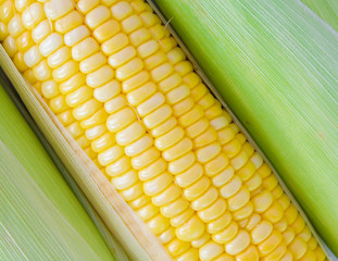 Sweet corn