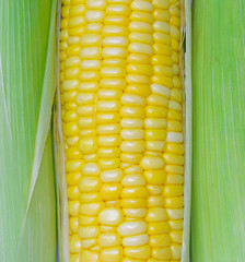 Sweet corn