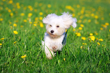 White Maltese dog