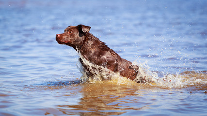 chocolate labrador retriever dog