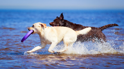 two  labrador retriever dog