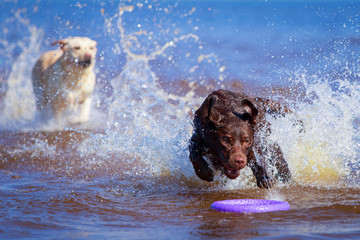 two  labrador retriever dog