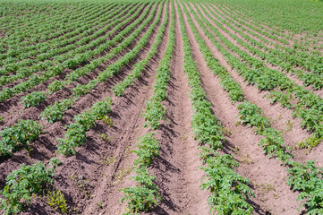 Fototapeta na wymiar The processed field of growing potatoes closeup