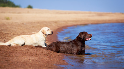 two  labrador retriever dog