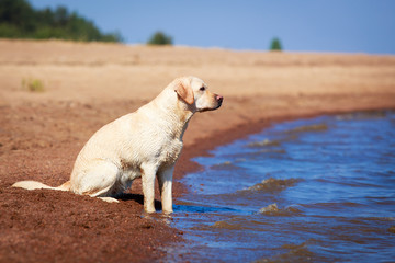 yellow labrador retriever dog