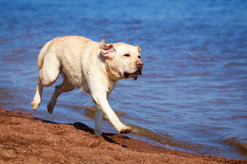 yellow labrador retriever dog