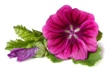 Naklejka premium Vibrant flower wild mallow with a bud isolated
