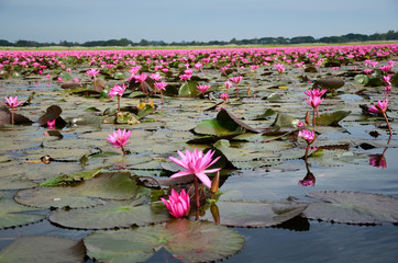 Fototapety  Kwiaty lotosu na bagnach