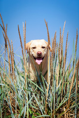 yellow labrador retriever dog