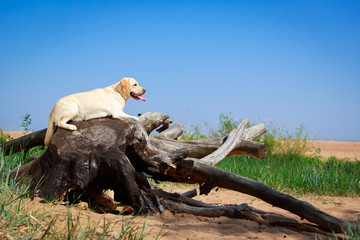 yellow labrador retriever dog