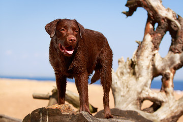 chocolate labrador retriever dog
