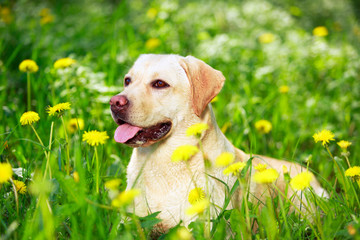 yellow labrador retriever dog