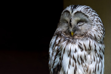 Уральская неясыть