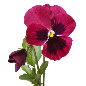 red beautiful flower pansy with a bud isolated